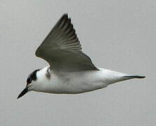 Black Tern