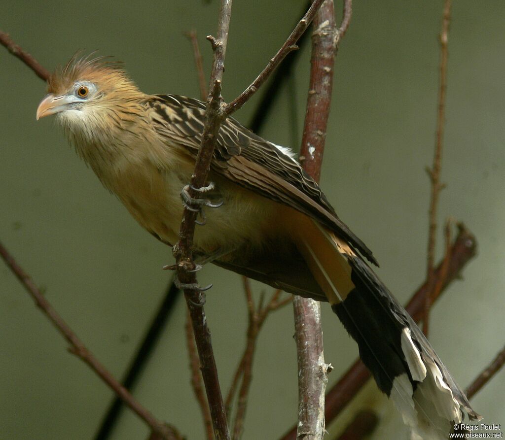 Guira cantaraadulte