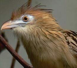 Guira cantara