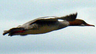 Common Merganser