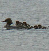 Common Merganser