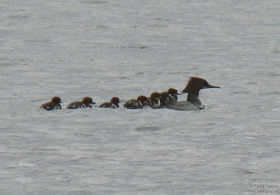 Common Merganser female adult breeding