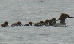 Common Merganser