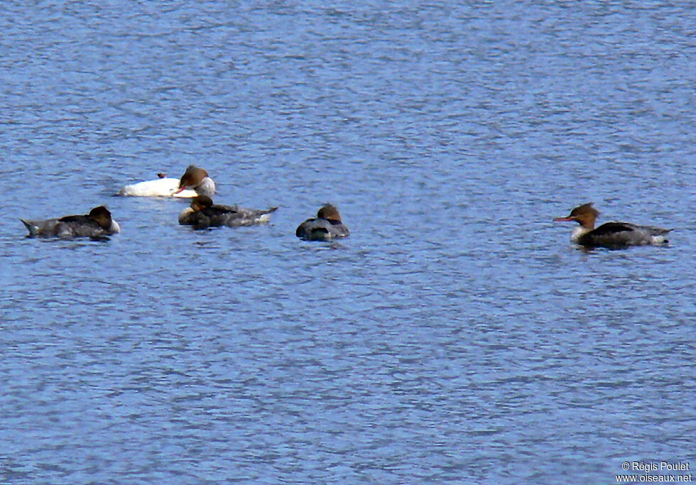 Common Merganser