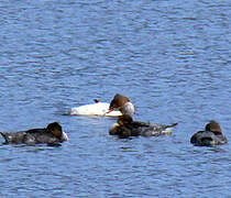 Common Merganser