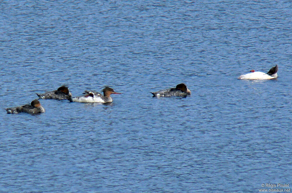 Common Merganser