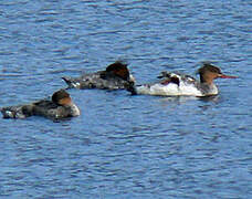 Common Merganser