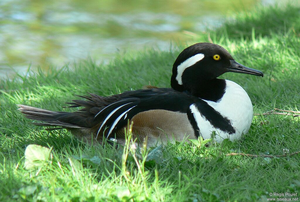 Hooded Merganser male adult