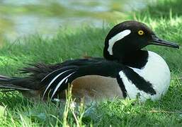 Hooded Merganser