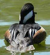 Hooded Merganser