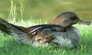 Hooded Merganser