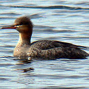 Red-breasted Merganser