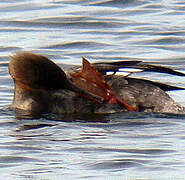 Red-breasted Merganser