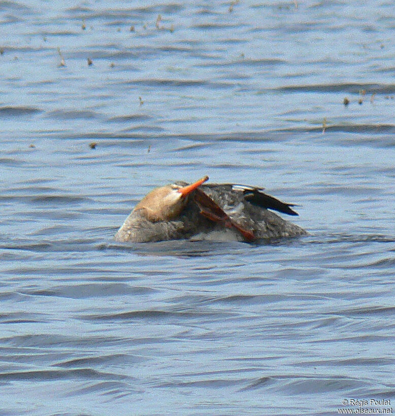 Red-breasted Merganser female adult