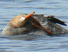 Red-breasted Merganser