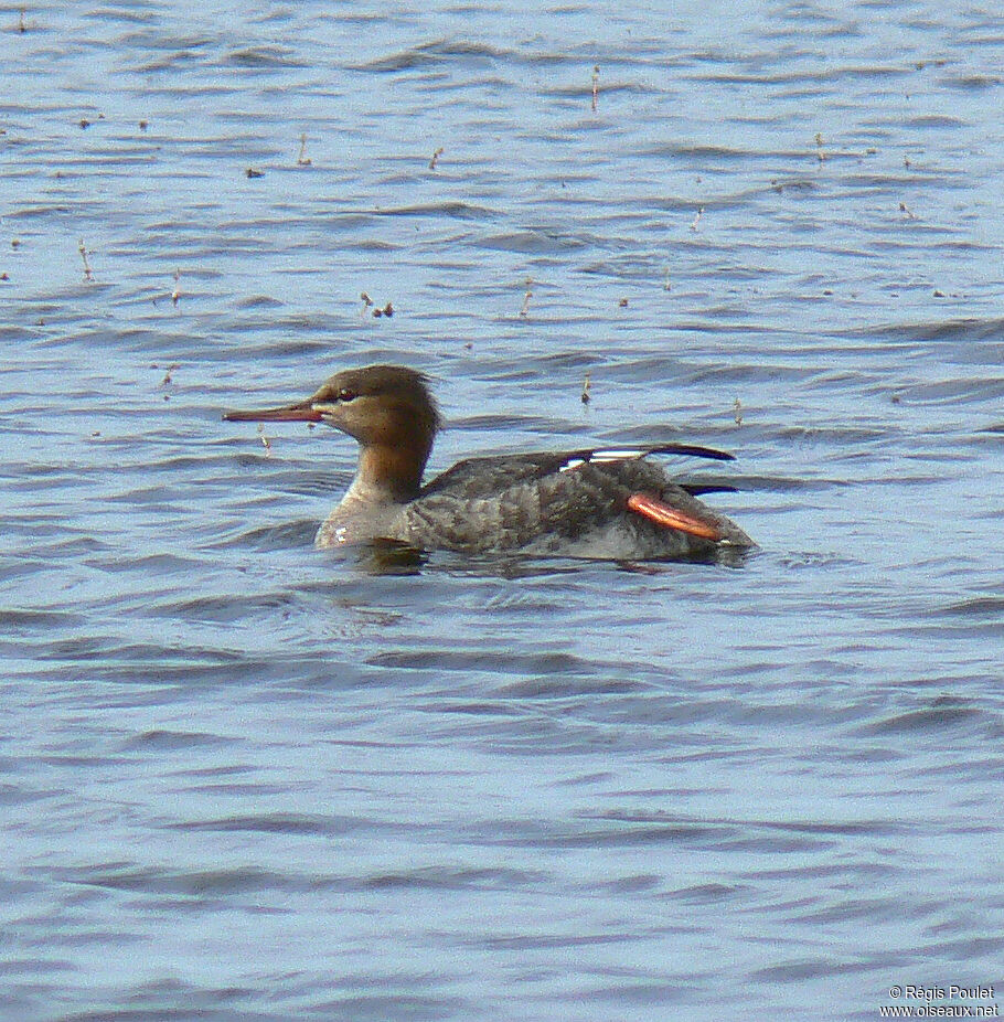 Red-breasted Merganser female adult