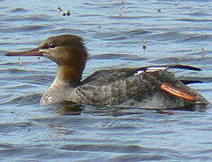 Red-breasted Merganser