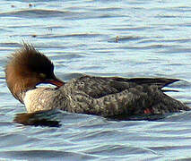 Red-breasted Merganser