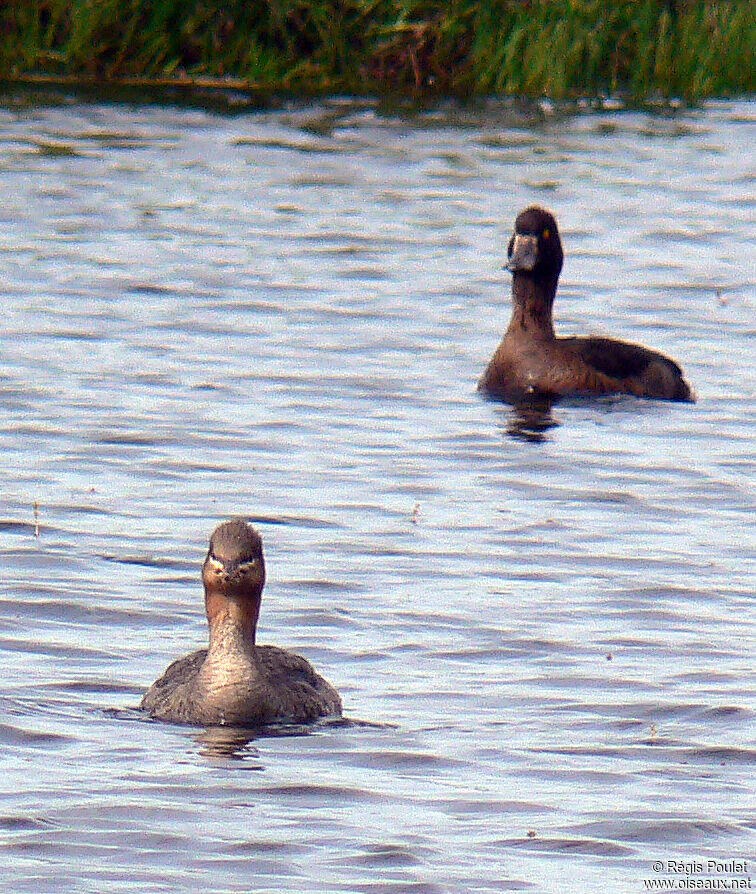 Red-breasted Merganser female adult