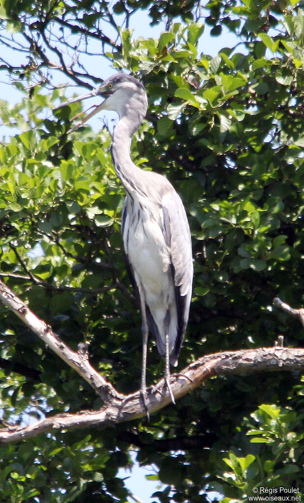 Grey Heronadult