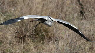 Grey Heron