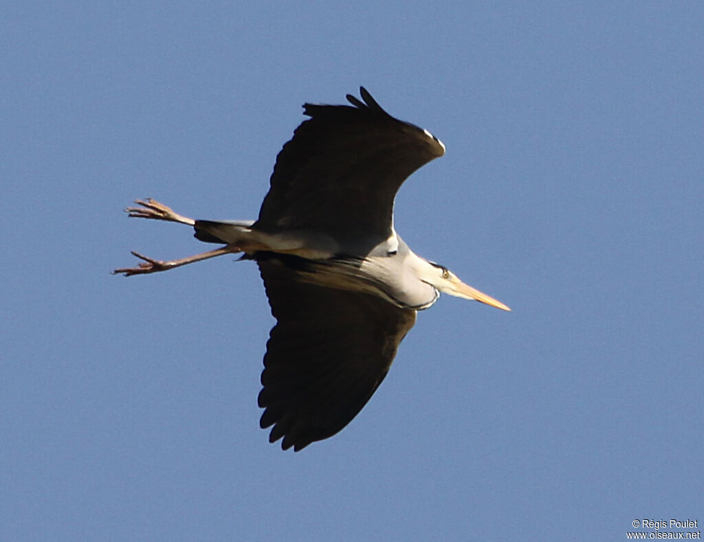 Grey Heron, Flight