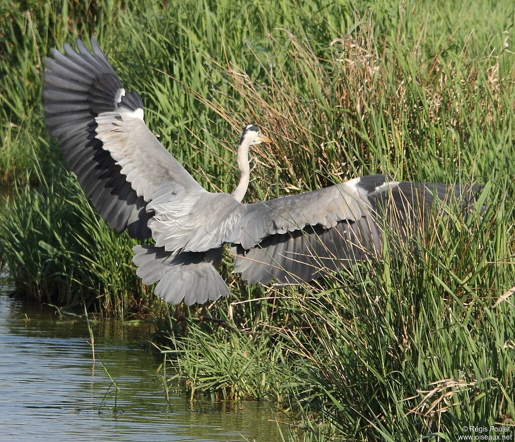 Grey Heron, Behaviour