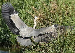 Grey Heron