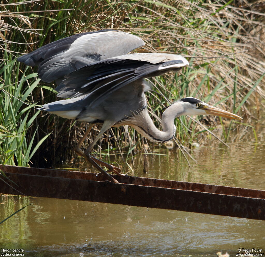 Grey Heron, identification