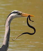 Grey Heron