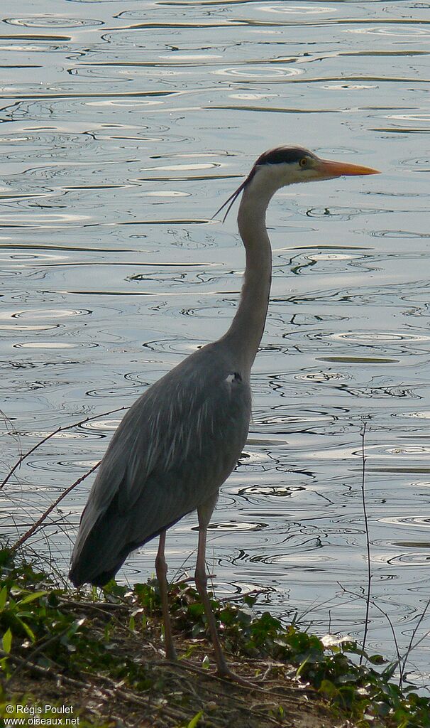 Grey Heronadult