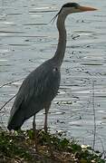 Grey Heron