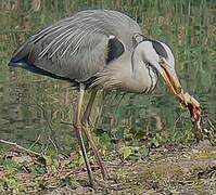 Grey Heron