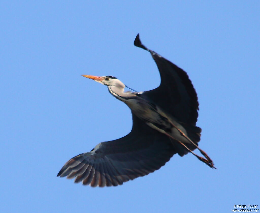 Grey Heron, Flight