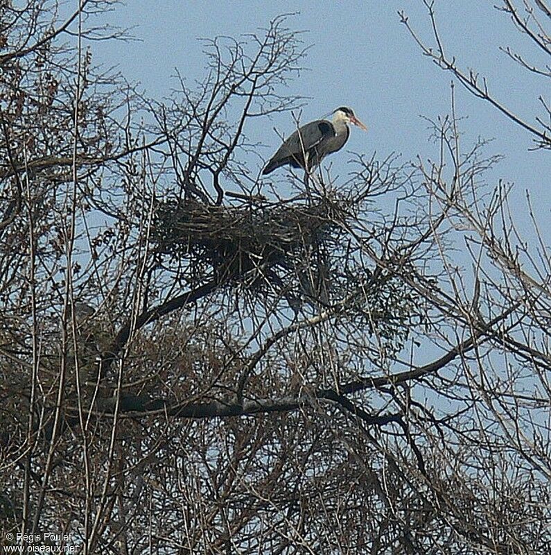 Grey Heronadult, Reproduction-nesting