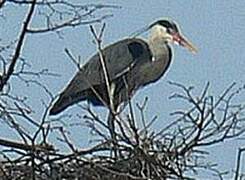 Grey Heron