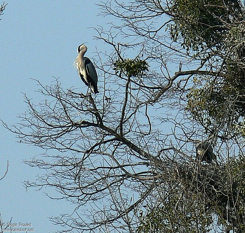 Grey Heronadult