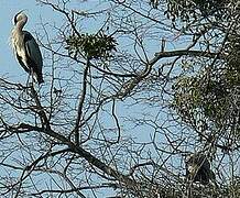 Grey Heron