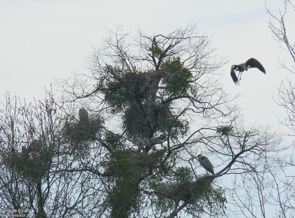 Grey Heron adult, Reproduction-nesting