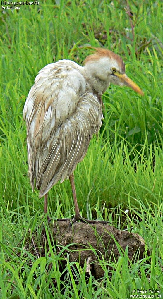 Western Cattle Egret