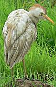 Western Cattle Egret