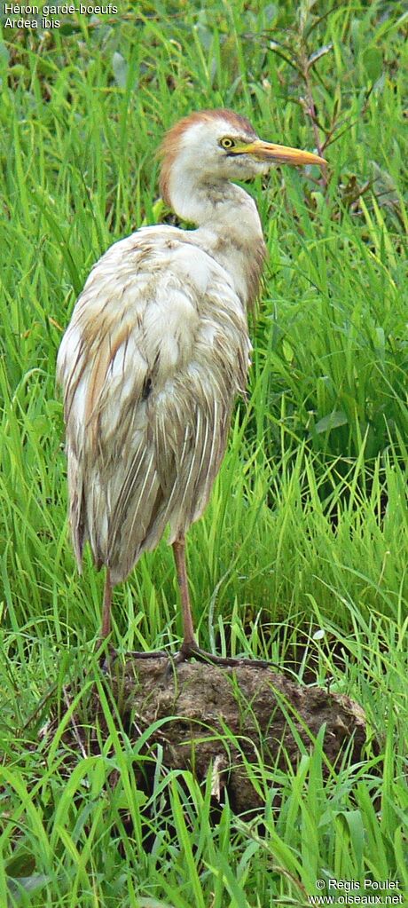 Western Cattle Egret