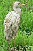 Western Cattle Egret