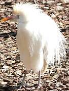 Western Cattle Egret