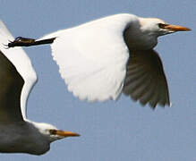 Western Cattle Egret