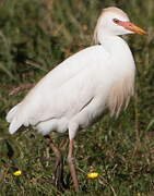 Western Cattle Egret