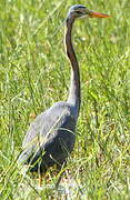 Purple Heron