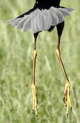 Purple Heron