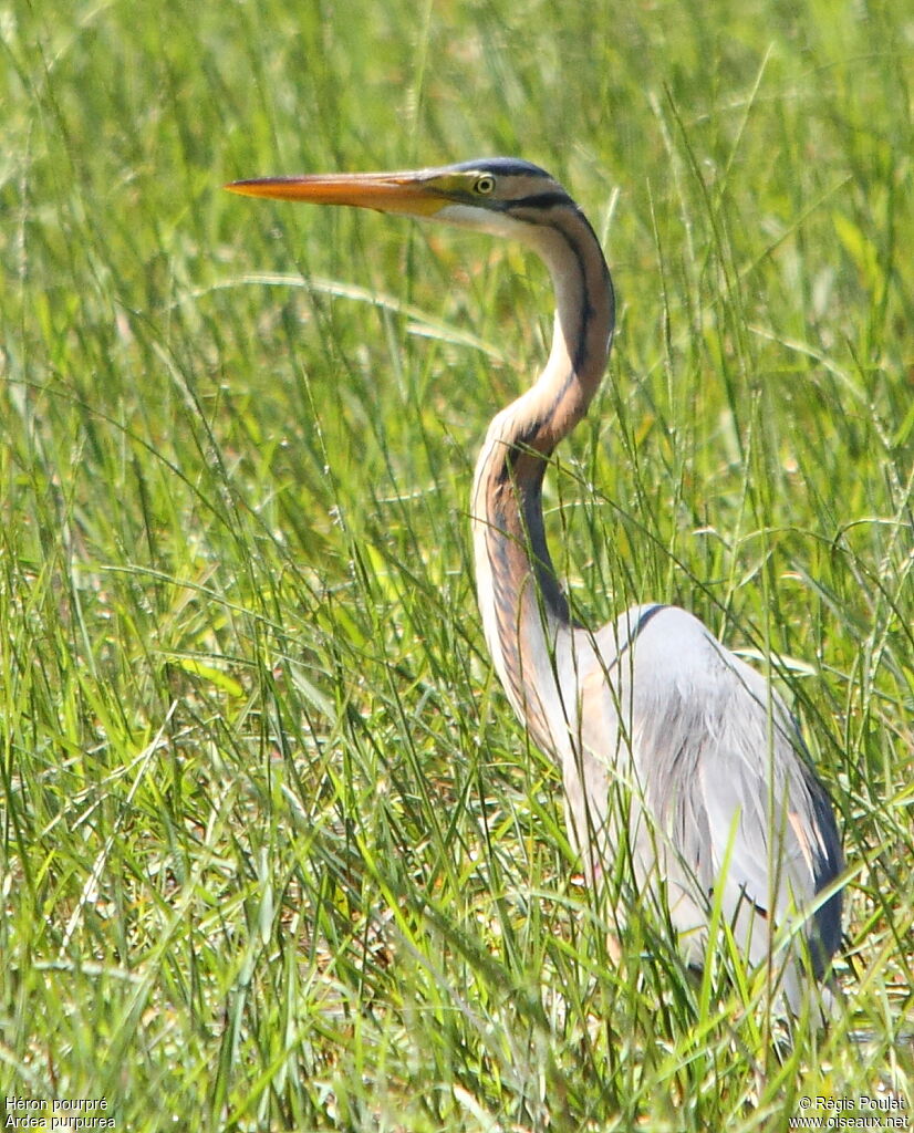 Purple Heronadult