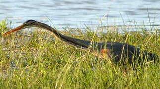 Purple Heron